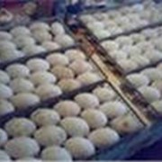 Яйца гусиные фото