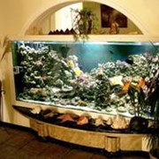 Оформление аквариумов фотография