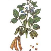Растение семейства бобовых, родиной которого является восточная Азия. Подрод Soja состоит из двух видов: дикорастущей уссурийской сои и культурной сои. Сюда же относится спорный полукультурный вид — соя изящная или тонкая