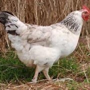 Цыплята Адлерская серебристая фото