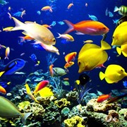 Рыбы аквариумные фотография