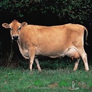 Коровы и телята породы Джерси