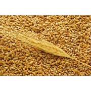 Пшеница экспорт CIF фотография