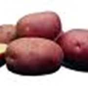 Картофель красный Журавинка фото