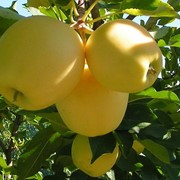 Здоровое питание яблоки сорта «Голден Делишес»