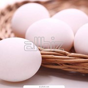 Яйца молодой курицы фотография