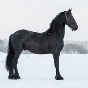 Лошади фризской породы Goliaf фото