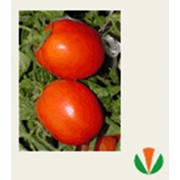 Семена томатов Дуал Плас F1