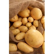 Продажа картошки