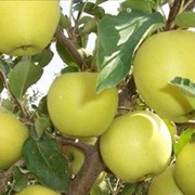 Продаю яблука із власного саду,різниз сортів фото