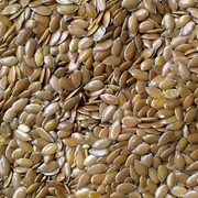 Лен масличный / seeds of flax (Linum usitatissimum)
