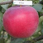 Саджанці яблуні Еліз (зимові) фото