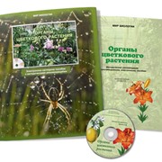 Электронное наглядное пособие «Органы цветкового растения»