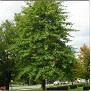 Саженцы дуба. Буковые(Fagaceae) Дуб болотный (Quercus palustris) 30 см фото