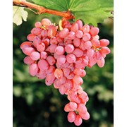 Саженцы винограда сорта Кишмиш лучистый фотография