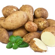 Картофель от фермерского хозяйства фото