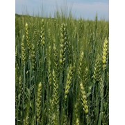 Семена озимой пшеницы Полесская 90 фото