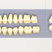 Искусственные зубы гарнитурные трехслойные акриловые фирмы «PoliDent». фото