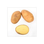 Картофель столовый среднеранний, сорт Спадчына фото