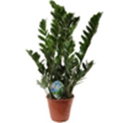 Замиокулькас - Долларовое дерево ( Zamioculcas )