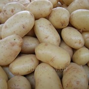 Картофель семенной Агата 1 РС