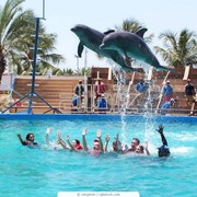 Дельфинарий фото