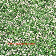Семена Гречихи (сидерат-фитосанитар) 1кг фото