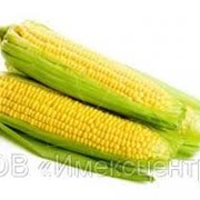 Семена кукурузы Случ(1-е поколение)