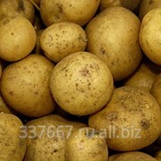 Картофель фото