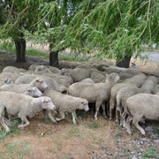 Цигайские овцы продажа, продажа племенных овец, стадо овец продажа, отара овец продажа фото