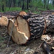 Вырубка лесных делянок, Удаление (срезка) деревьев фотография