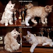 Котенок - кошечка Курильского бобтейла фото