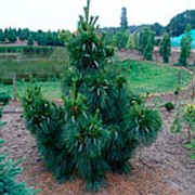 Сосна Шверина Вайтхорст (Pinus schwerinii 'Wiethorst') фото