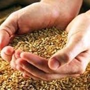 Зерно для проращивания ячмень, зерно,пшеница, овес, продажа фотография