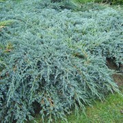 Можжевельник чешуйчатый Блу Карпет (Ялівець лускатий; Juniperus squamata Blue Carpet) фото