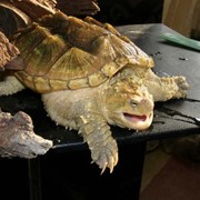 Каймановые черепахи фотография
