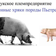 Хряки племенные породы Пьетрен. Племенное свиноводство. Разведение свиней. Сперма хряков.