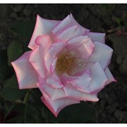 Саженцы однолетних роз Silverado фото