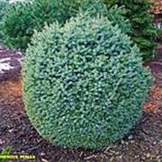 Ель ситхинская Тенас (Picea sitchensis Tenas) фото