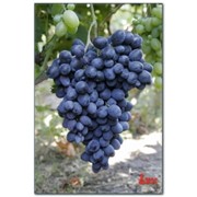 Саженцы винограда Амос фото