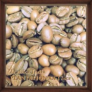 Arabica India Plantation AA 17scr зерновой кофе фото