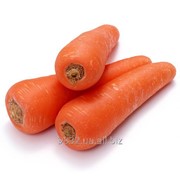 Морковь, морковка,АБАКО фото