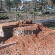 Удаление пней, выкорчевать пень, вырубка кустарников (Киев, Киевская область)