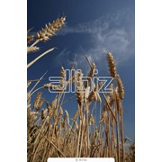 Озимые - ячмень и пшеница фото