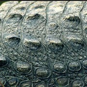 Кожа крокодила, ткань фото