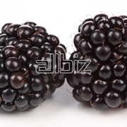 Ежевика фото