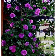 Роза Violette Parfum фото