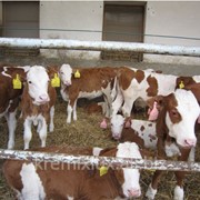 Молодняк симментальской породы фото