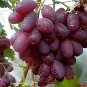 Сорт винограда Виктория фото