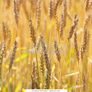 Пшеница . Пшеница семейства злаки. Зерновые, бобовые и крупяные культуры фото